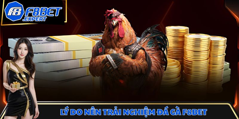 Lý do hội viên nên trải nghiệm đá gà F8BET